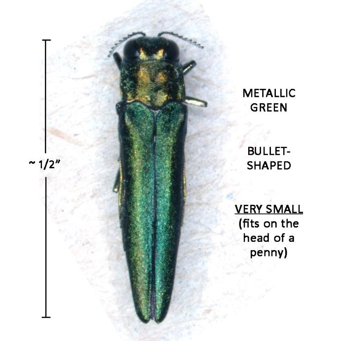 A picture of a emerald ash borer from the top down, on a white background. It has a length of 1/2 inch and it has text next to it that reads, 